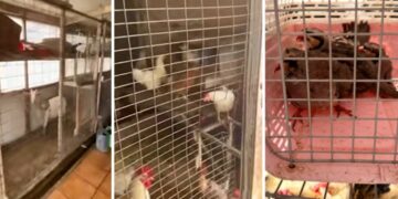 Τα ζώα ζούσαν σε ακατάλληλες συνθήκες (φωτ.: YouTube)