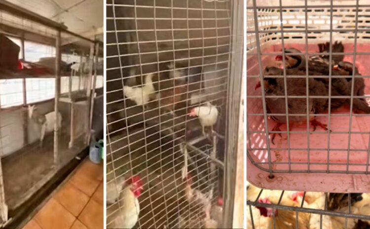 Τα ζώα ζούσαν σε ακατάλληλες συνθήκες (φωτ.: YouTube)