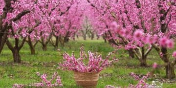 (Φωτ.: Τουριστικός Όμιλος Βέροιας)