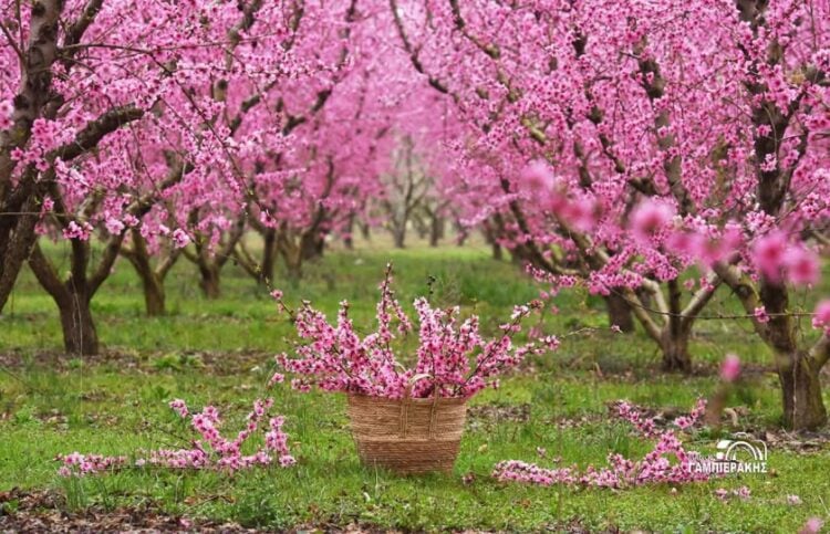(Φωτ.: Τουριστικός Όμιλος Βέροιας)