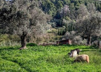 (Φωτ.; Γιώργος Κονταρίνης/ EUROKINISSI)