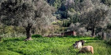 (Φωτ.; Γιώργος Κονταρίνης/ EUROKINISSI)