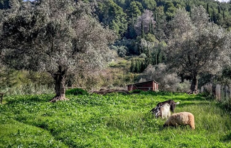 (Φωτ.; Γιώργος Κονταρίνης/ EUROKINISSI)