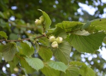 (Φωτ.: pixabay.com/users/jaclou-dl-5602247/)