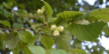 (Φωτ.: pixabay.com/users/jaclou-dl-5602247/)