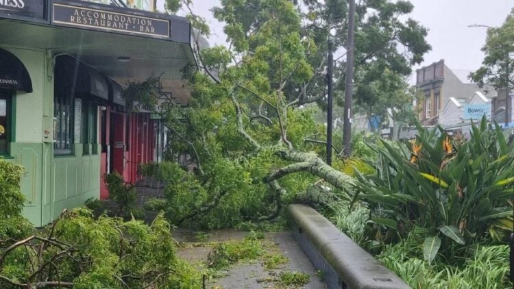 Πεσμένα δέντρα και ισχυροί άνεμοι προκάλεσαν προβλήματα σε ολόκληρο το Βόρειο Νησί, με τα συνεργεία έκτακτης ανάγκης να επεμβαίνουν και τους κατοίκους να καλούνται να παραμείνουν μακριά από τους δρόμους (φωτ.: RNZ/Robin Martin)