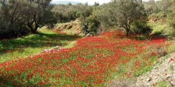 (Φωτ.: Σ. Μπαλάσκας/ΑΠΕ-ΜΠΕ)