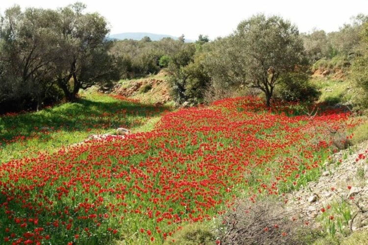 (Φωτ.: Σ. Μπαλάσκας/ΑΠΕ-ΜΠΕ)