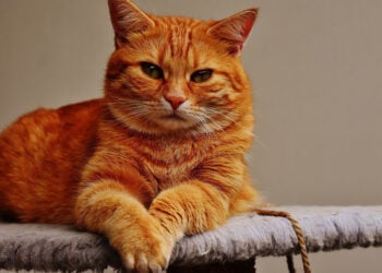 (Φωτ. αρχείου: picryl.com)