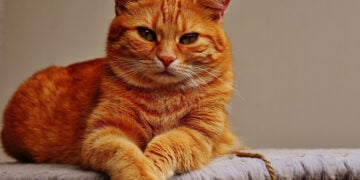 (Φωτ. αρχείου: picryl.com)