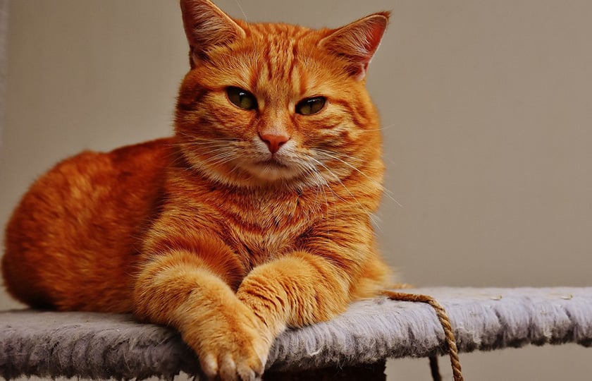 (Φωτ. αρχείου: picryl.com)