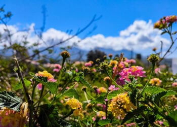 Λουλούδια στην Κέρκυρα, Μεγάλη Πέμπτη 9 Απριλίου 2026 (φωτ.: EUROKINISSI / Γιώργος Κονταρίνης)