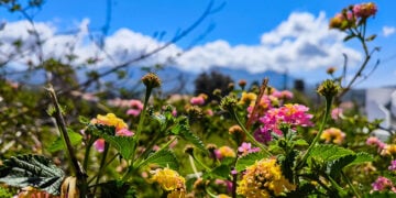 Λουλούδια στην Κέρκυρα, Μεγάλη Πέμπτη 9 Απριλίου 2026 (φωτ.: EUROKINISSI / Γιώργος Κονταρίνης)