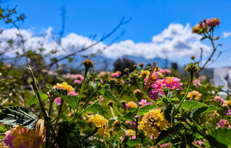 Λουλούδια στην Κέρκυρα, Μεγάλη Πέμπτη 9 Απριλίου 2026 (φωτ.: EUROKINISSI / Γιώργος Κονταρίνης)