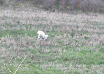 Το ένα από τα δύο λευκά ζαρκάδια που εντοπίστηκαν στη Σφηκιά Ημαθίας, σε καρέ από το βίντεο που τράβηξε ο Θωμάς Χειμώνας