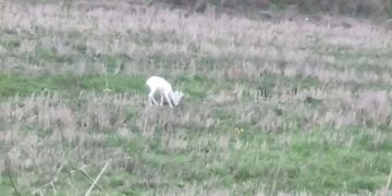 Το ένα από τα δύο λευκά ζαρκάδια που εντοπίστηκαν στη Σφηκιά Ημαθίας, σε καρέ από το βίντεο που τράβηξε ο Θωμάς Χειμώνας