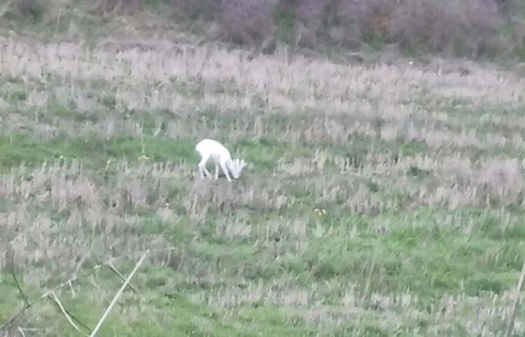 Το ένα από τα δύο λευκά ζαρκάδια που εντοπίστηκαν στη Σφηκιά Ημαθίας, σε καρέ από το βίντεο που τράβηξε ο Θωμάς Χειμώνας