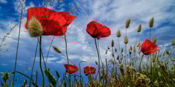 (Φωτ.: EUROKINISSI / Γιώργος Κονταρίνης)