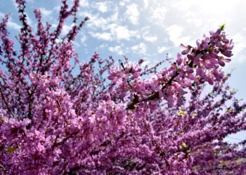 Ανθισμένη πασχαλιά (φωτ.: EUROKINISSI / Βασίλης Παπαδόπουλος)