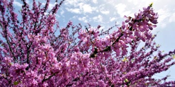 Ανθισμένη πασχαλιά (φωτ.: EUROKINISSI / Βασίλης Παπαδόπουλος)