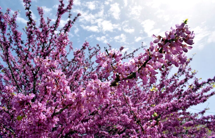 Ανθισμένη πασχαλιά (φωτ.: EUROKINISSI / Βασίλης Παπαδόπουλος)