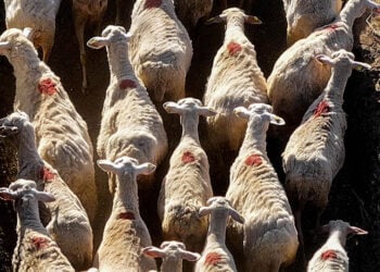 (Φωτ. αρχείου: EUROKINISSI / Αντώνης Νικολόπουλος)