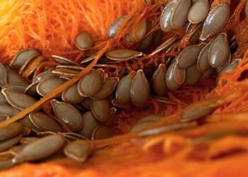 (Φωτ.: pexels.com / Yesim G. Ozdemir)