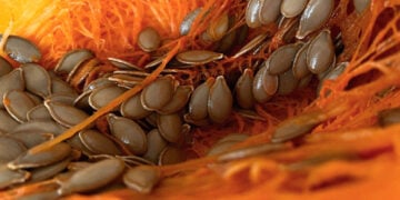 (Φωτ.: pexels.com / Yesim G. Ozdemir)