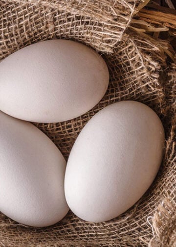 Από την αφίσα της διοργάνωσης