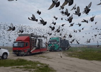 Στιγμιότυπο από παλαιότερο πρωτάθλημα με ταχυδρομικά περιστέρια (φωτ.: Αθλητική Ομοσπονδία Αγωνιστικών Περιστεριών Ελλάδας)