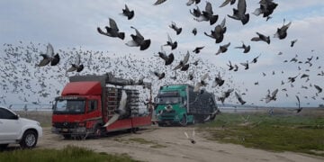 Στιγμιότυπο από παλαιότερο πρωτάθλημα με ταχυδρομικά περιστέρια (φωτ.: Αθλητική Ομοσπονδία Αγωνιστικών Περιστεριών Ελλάδας)