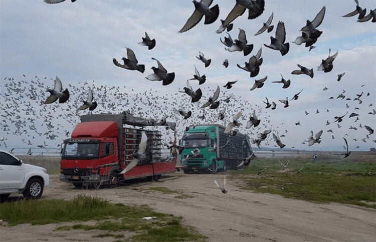 Στιγμιότυπο από παλαιότερο πρωτάθλημα με ταχυδρομικά περιστέρια (φωτ.: Αθλητική Ομοσπονδία Αγωνιστικών Περιστεριών Ελλάδας)