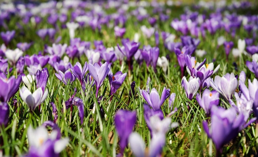 (Φωτ.: pixabay.com/users/couleur-1195798/)