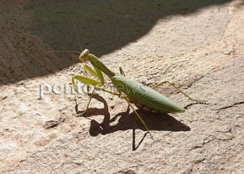 (Φωτ.: Χριστίνα Κωνσταντάκη)
