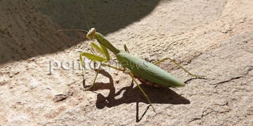 (Φωτ.: Χριστίνα Κωνσταντάκη)