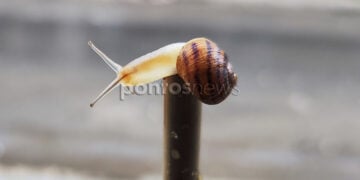 Από τις πολλές βροχές, σαλιγκαράκια βγήκαν και στο κέντρο της Αθήνας (φωτ.: Χριστίνα Κωνσταντάκη)