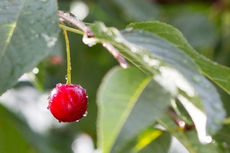 (Φωτ.: pixabay.com/el/users/bairyna-4585533/)