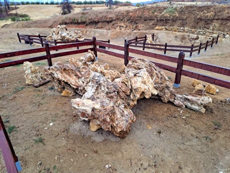Απολιθωμένος κορμός δέντρου στο νέο πάρκο απολιθωμάτων στο δάσος στην Κερασιά της βόρειας Εύβοιας (φωτ.: ΑΠΕ-ΜΠΕ/Μουσείο Φυσικής Ιστορίας Απολιθωμένου Δάσους Λέσβου/STR)