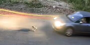 Εικόνα από το βίντεο με τις σκληρές εικόνες