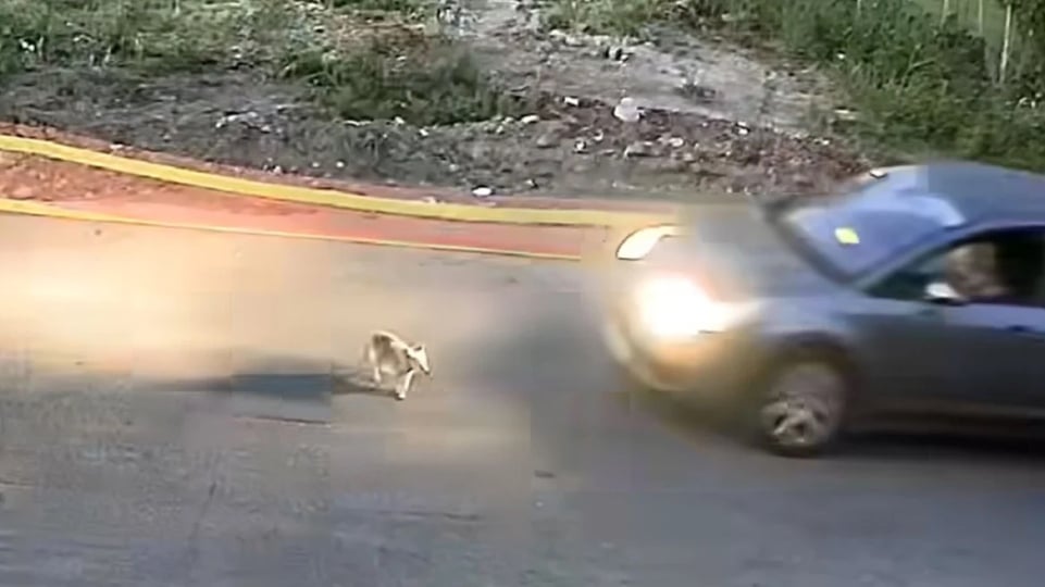 Εικόνα από το βίντεο με τις σκληρές εικόνες
