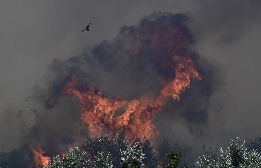 Πυρκαγιά σε αγροτοδασικη έκταση την ευρύτερη περιοχή της Δομβραίνας στην Βοιωτία (φωτ.: ΜΙΧΑΛΗΣ ΚΑΡΑΓΙΑΝΝΗΣ/EUROKINISSI)