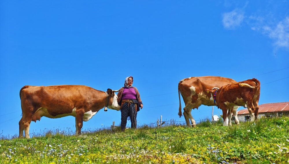 Μια οικεία εικόνα για τους Έλληνες του Πόντου. Άλλωστε και η ποντιακή μούσα έχει υμνήσει τη ζωή στα παρχάρια (φωτ.: Anadolu)