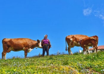 Μια οικεία εικόνα για τους Έλληνες του Πόντου. Άλλωστε και η ποντιακή μούσα έχει υμνήσει τη ζωή στα παρχάρια (φωτ.: Anadolu)