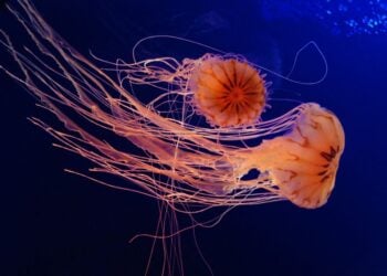 (Φωτ. αρχείου: pixabay.com/users/cathinspanje-3113075/)