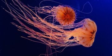 (Φωτ. αρχείου: pixabay.com/users/cathinspanje-3113075/)