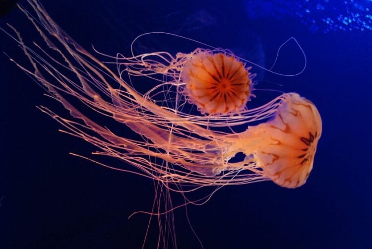 (Φωτ. αρχείου: pixabay.com/users/cathinspanje-3113075/)