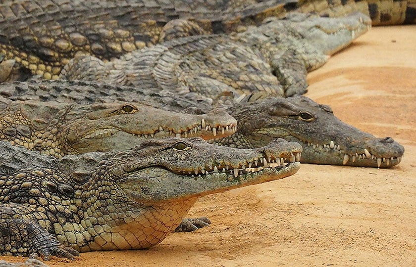 (Φωτ. αρχείου: safaritravelplus / commons.wikimedia.org)