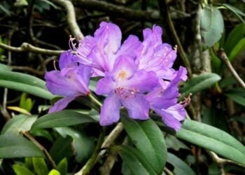 Το Rhododendron ponticum που κρύβει ένα από τα μυστικά του ζαντόμελου, συναντάται γύρω από τη λεκάνη του νότιου Εύξεινου Πόντου (ανατολική Βουλγαρία, βόρεια Τουρκία, Γεωργία, Βόρειος Καύκασος) και στον κεντρικό Λίβανο (φωτ.: creativecommons.org/licenses/by-sa/4.0/)
