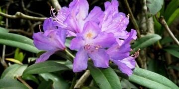 Το Rhododendron ponticum που κρύβει ένα από τα μυστικά του ζαντόμελου, συναντάται γύρω από τη λεκάνη του νότιου Εύξεινου Πόντου (ανατολική Βουλγαρία, βόρεια Τουρκία, Γεωργία, Βόρειος Καύκασος) και στον κεντρικό Λίβανο (φωτ.: creativecommons.org/licenses/by-sa/4.0/)