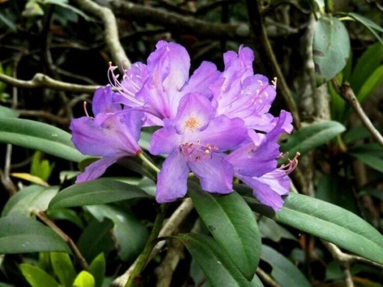 Το Rhododendron ponticum που κρύβει ένα από τα μυστικά του ζαντόμελου, συναντάται γύρω από τη λεκάνη του νότιου Εύξεινου Πόντου (ανατολική Βουλγαρία, βόρεια Τουρκία, Γεωργία, Βόρειος Καύκασος) και στον κεντρικό Λίβανο (φωτ.: creativecommons.org/licenses/by-sa/4.0/)